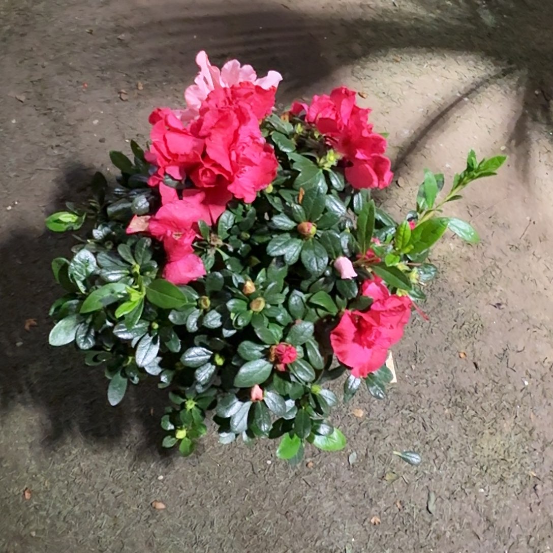 完全开放双色杜鹃