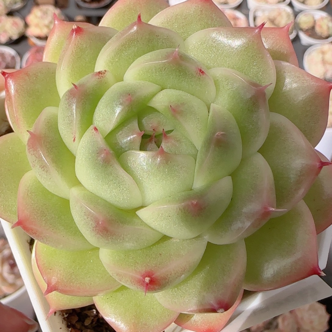 花语多肉1226-286