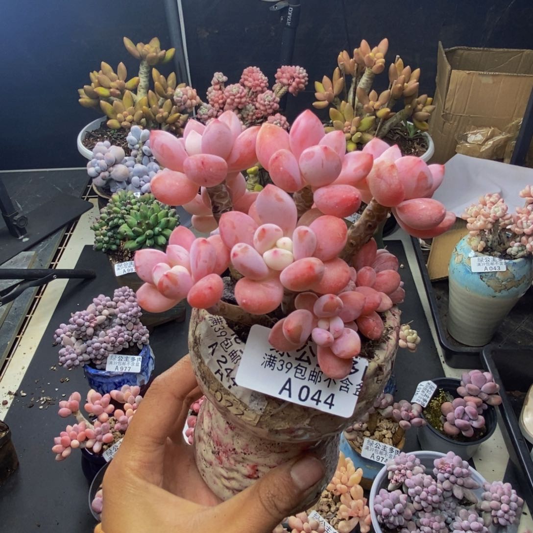 044樱花洛神多肉8c m