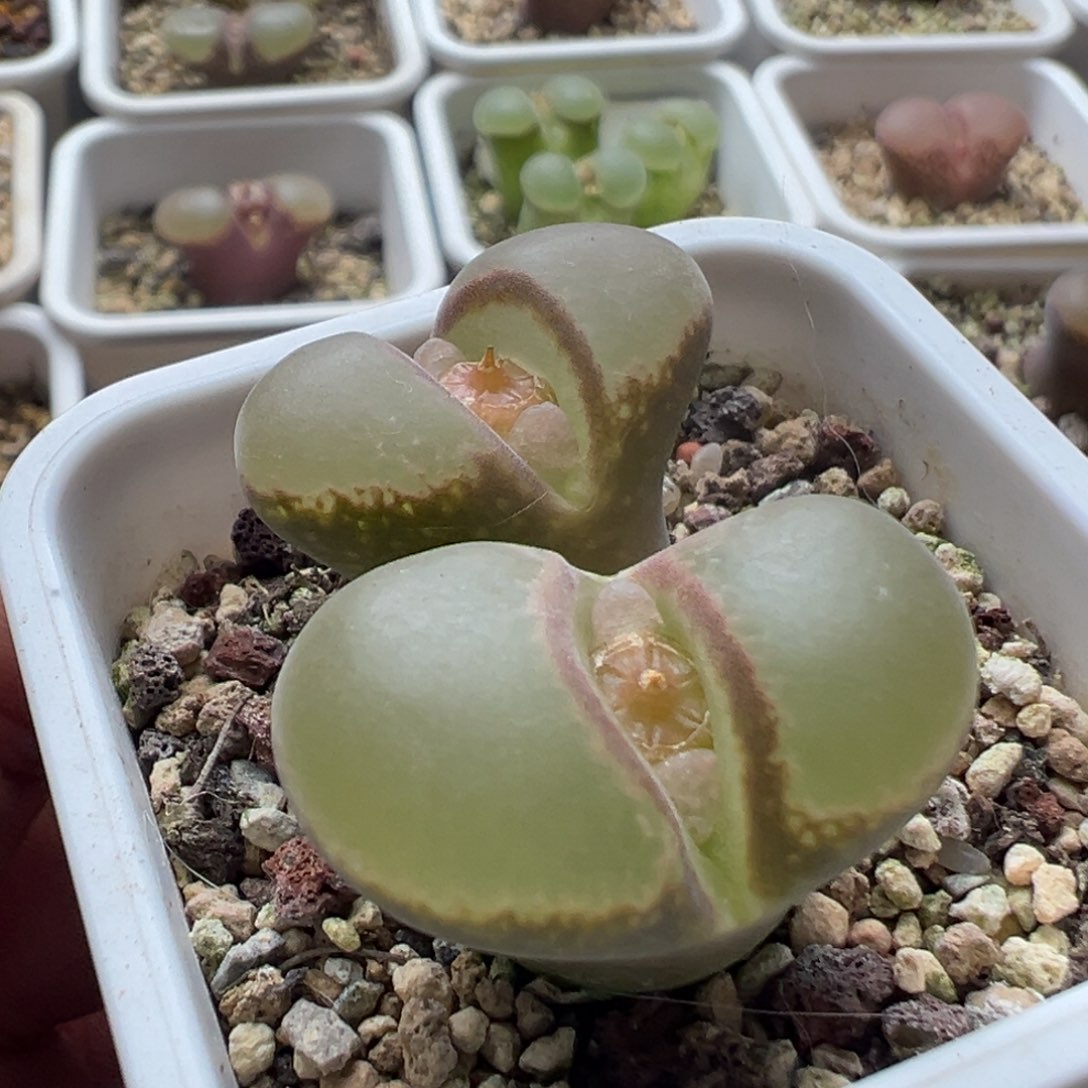 无花朵实生风铃玉6