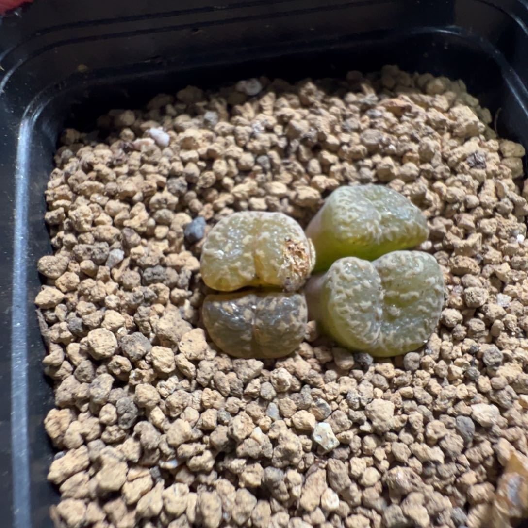 14-123肉锥多肉植物