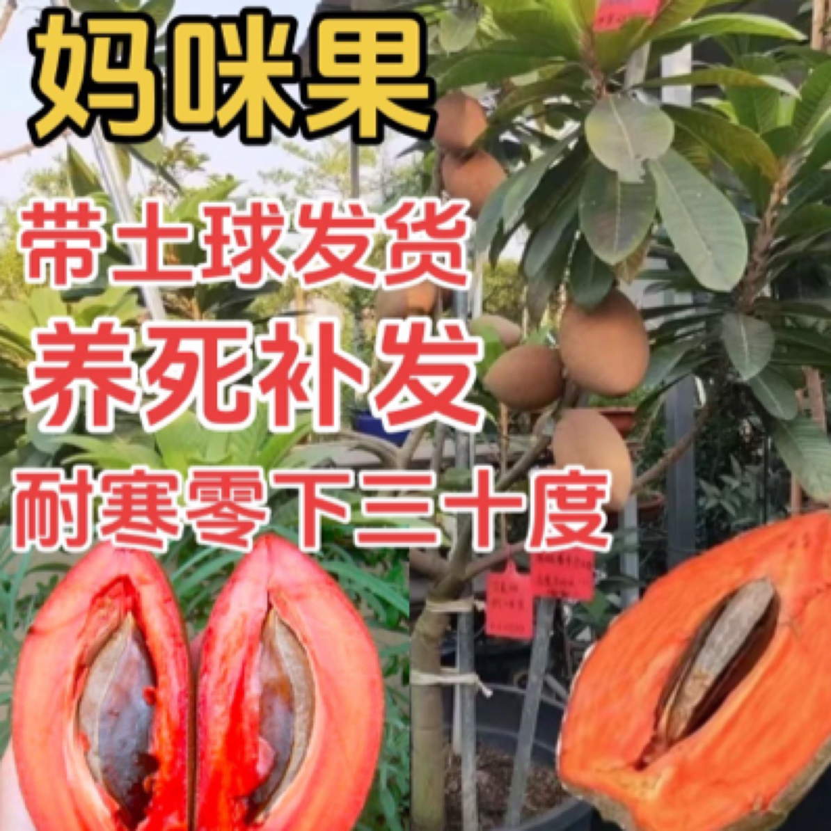 a妈咪果树苗马加纳妈咪果苗四季南方种植盆栽庭院阳台马梅果苗