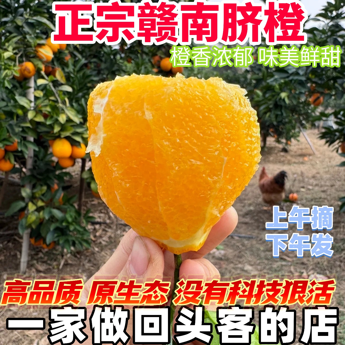 正宗赣南脐橙江西赣州脐橙新鲜脐橙包邮赣南脐橙现摘现发橙子