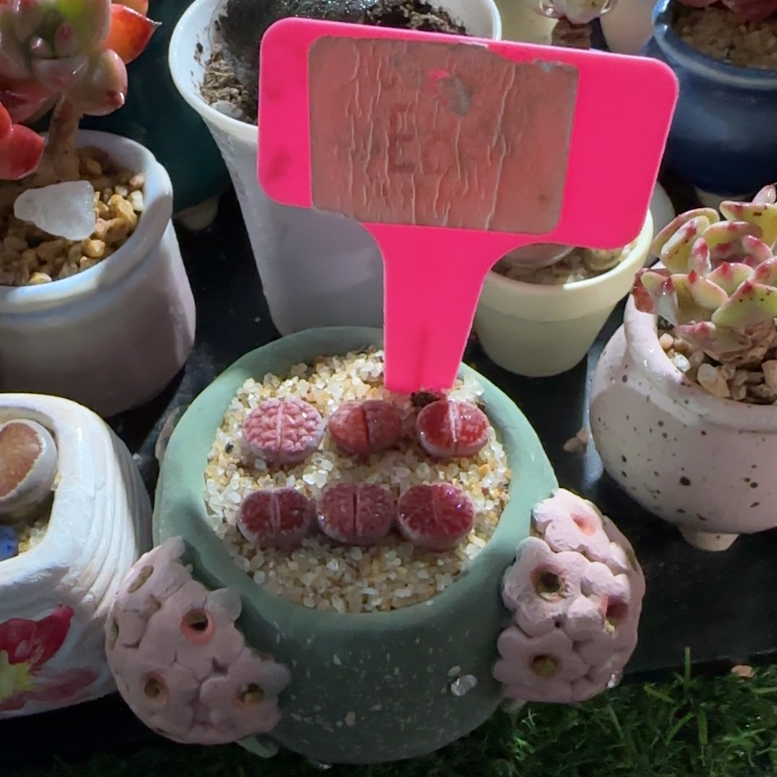 S***丹多肉植物阿克塞玫瑰两颗