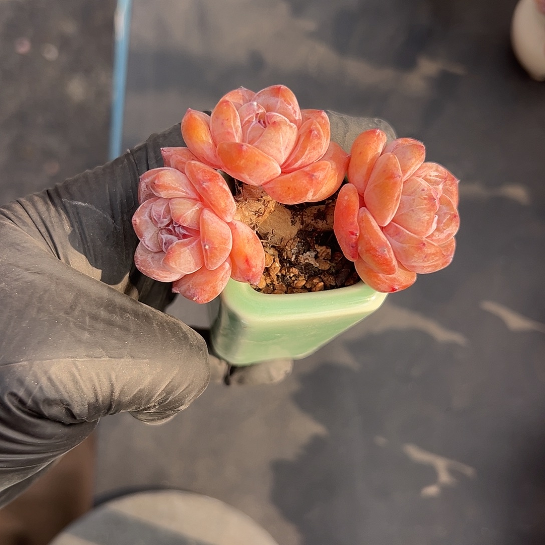 2751，三头星影带盆发的