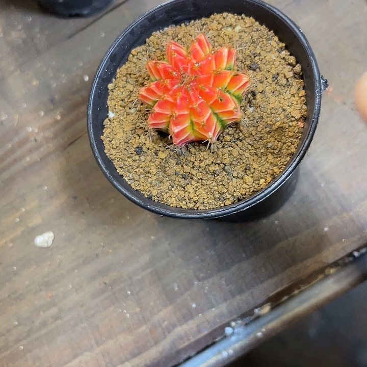 仙人球好好看好漂亮50