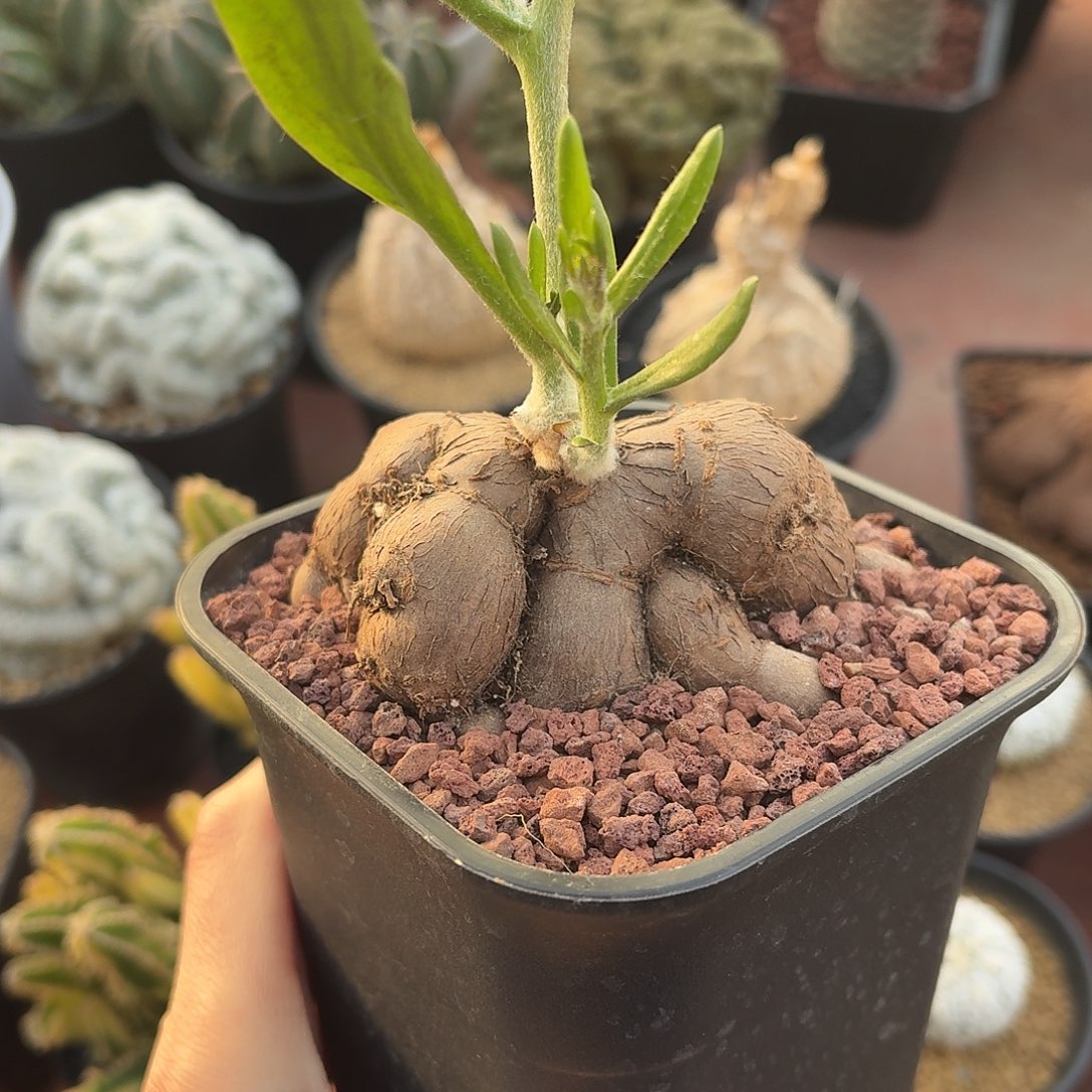 海星厚墩菊123456