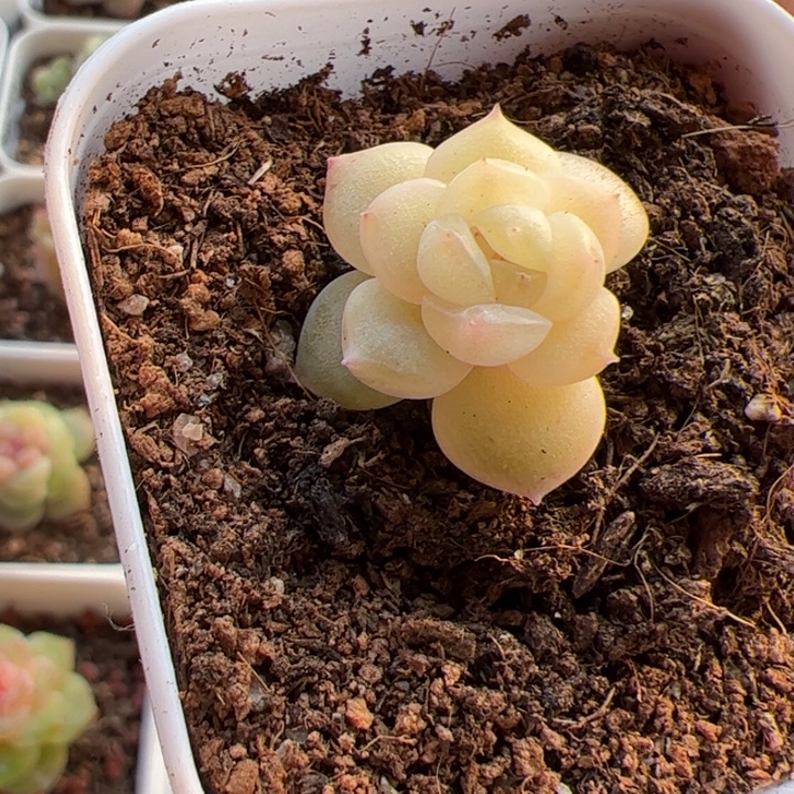 暖***52025专拍链接啊阿啊