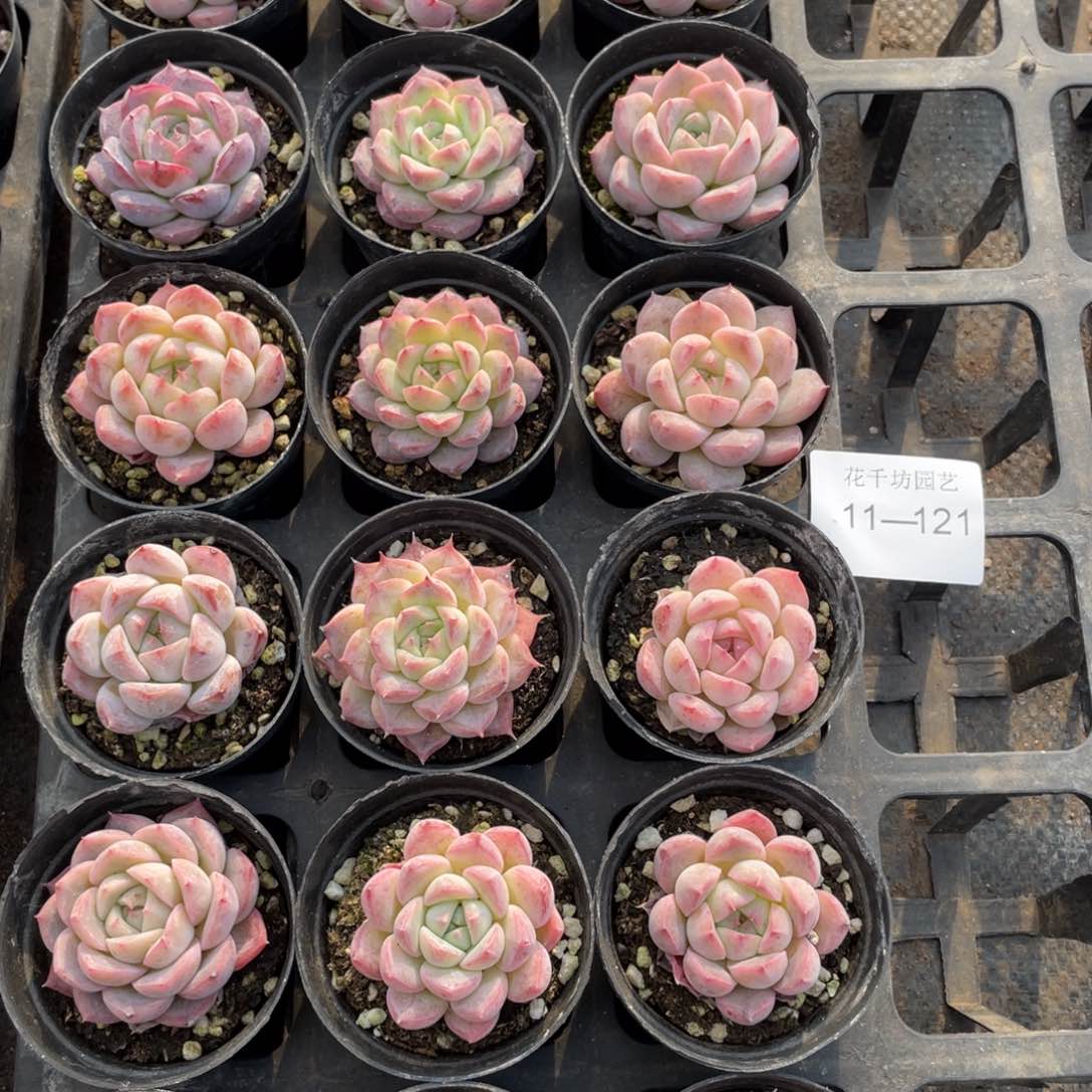 一物一拍18棵11-121