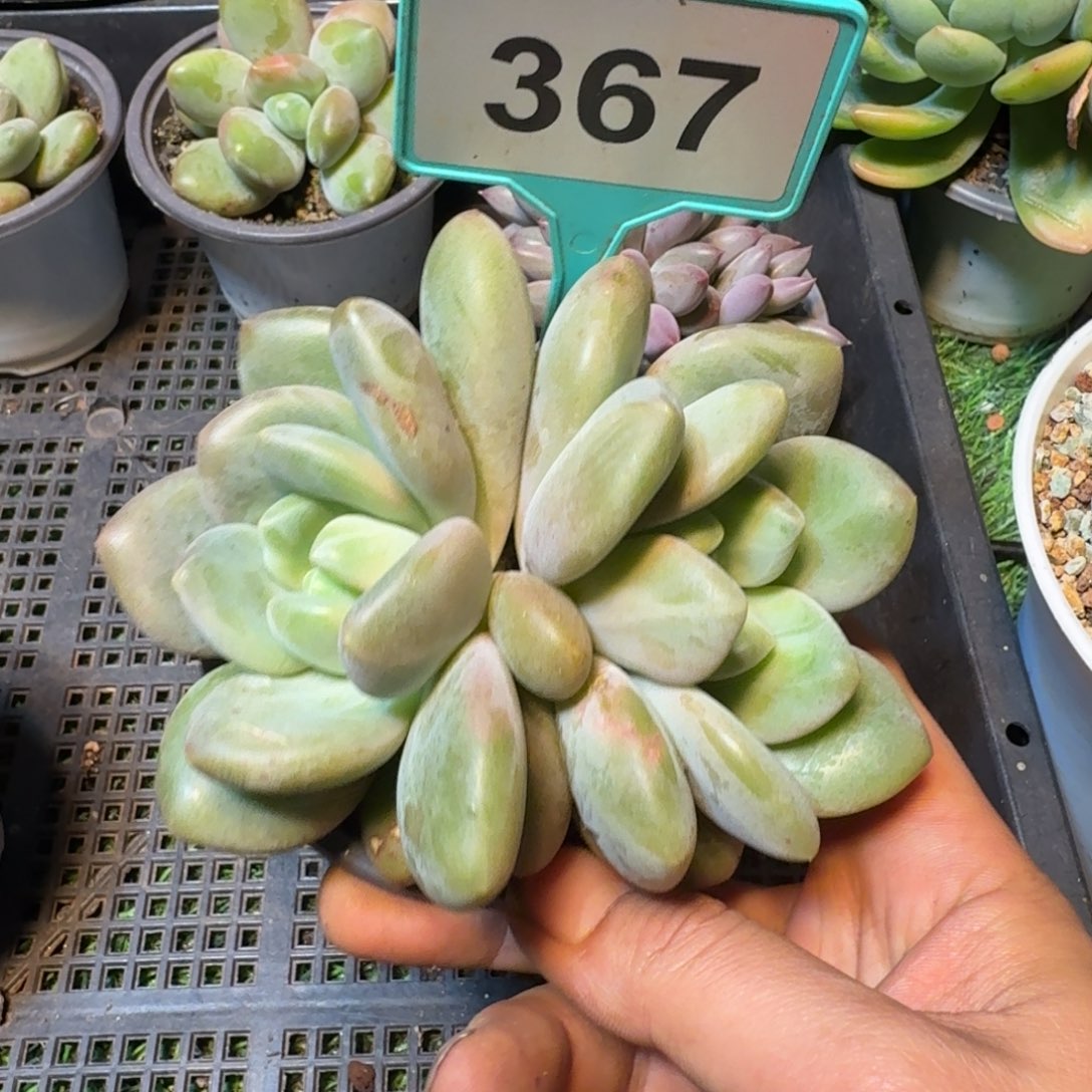 多肉植物胖体x系367