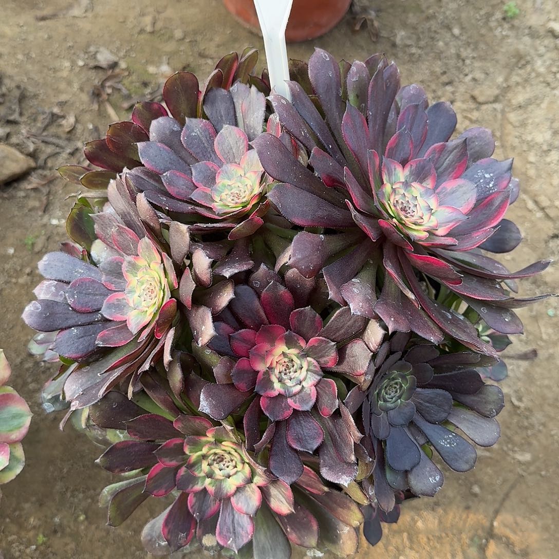 4108多肉法师多肉法师多肉