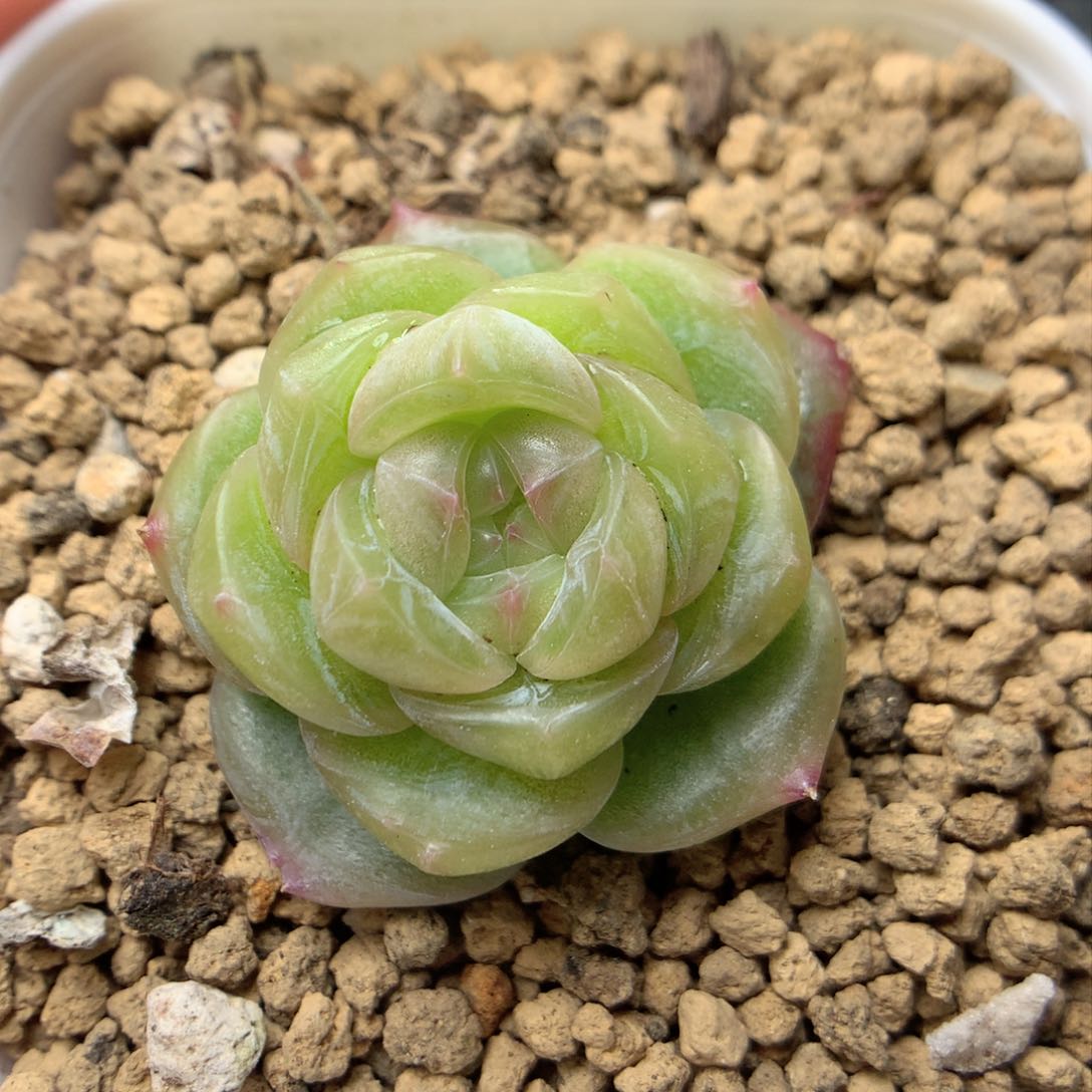 F129优选珍妮，柿子多肉20包邮两天凑单