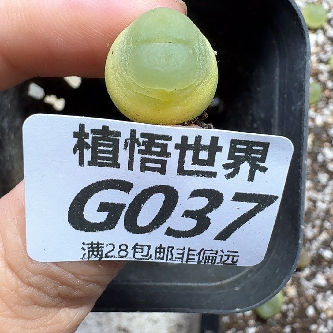 多肉植物的人生ghj