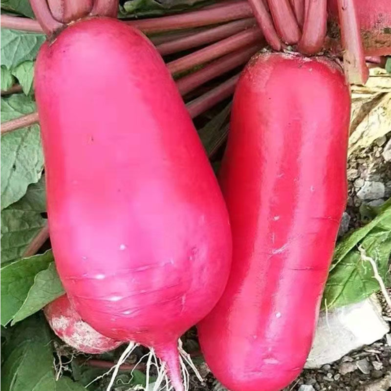 【全店拼满5包包邮】大红袍萝卜种子(包装袋13x19厘米)每包约300粒