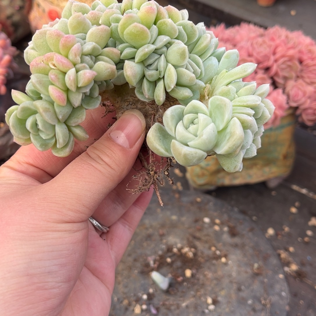 奶油美人朵朵缀化自然群