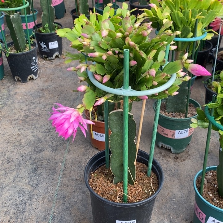 大部分花苞少量开放诗****后578嫁接027