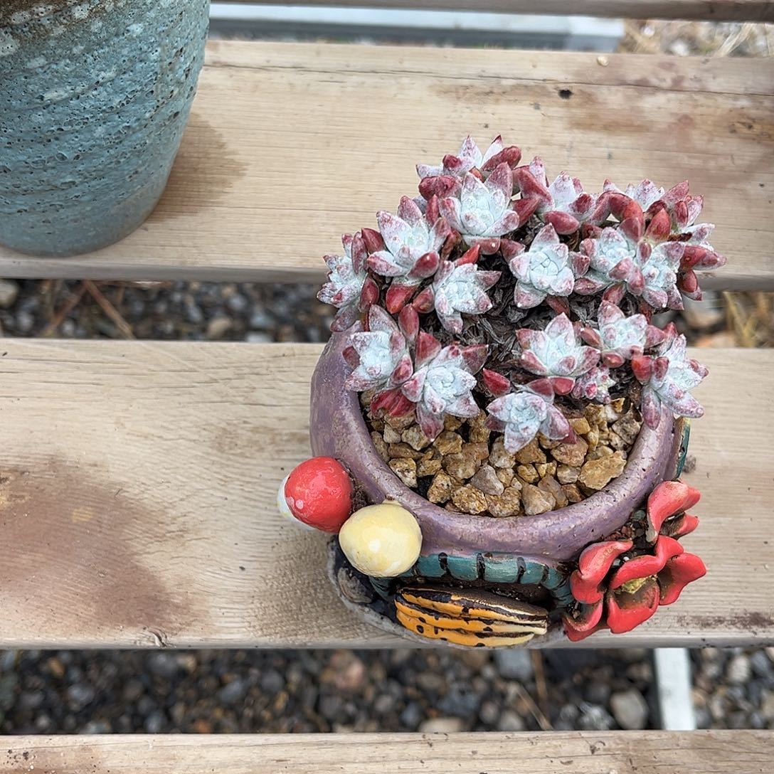 小鹿多肉一物一拍