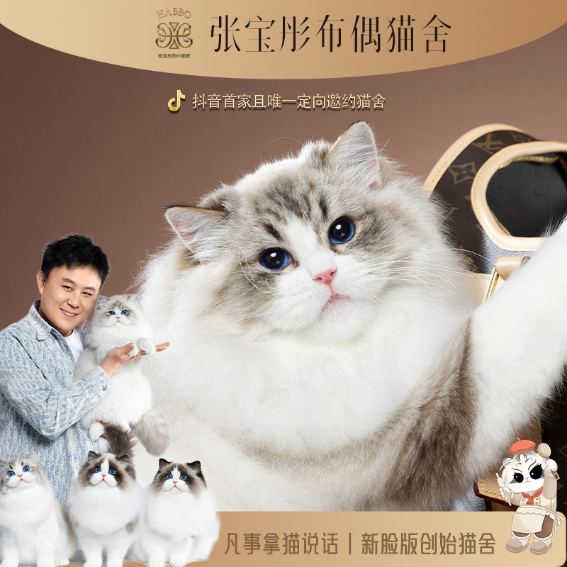张宝彤布偶猫舍蛋蛋弟弟 | 新脸版布偶猫创始猫舍