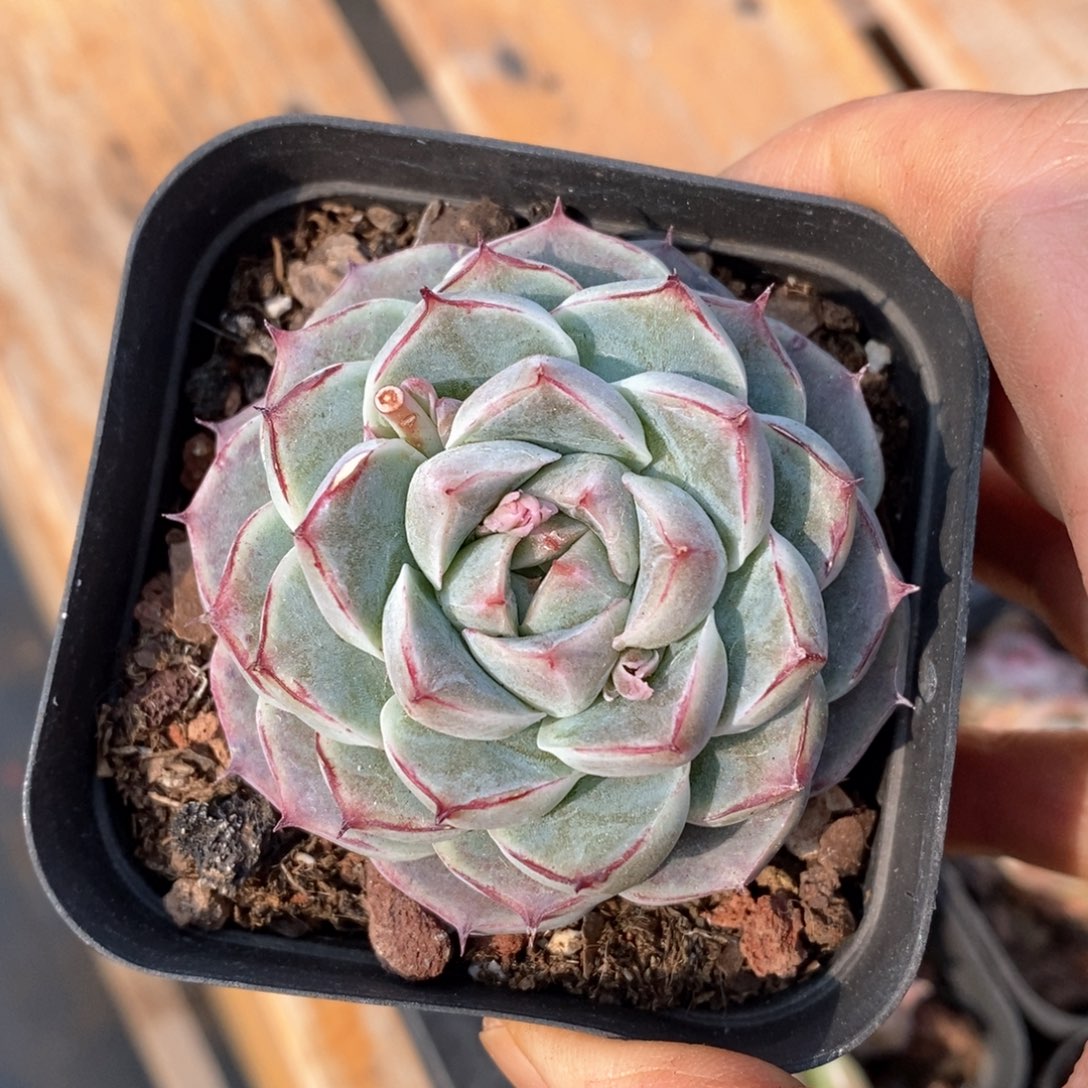 精品多肉一物一拍不包整73