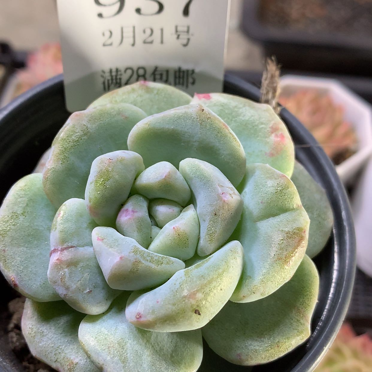 【闪购商品】云937冰玉石化锦