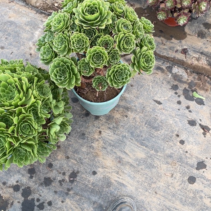 26青志多肉植物多肉多肉