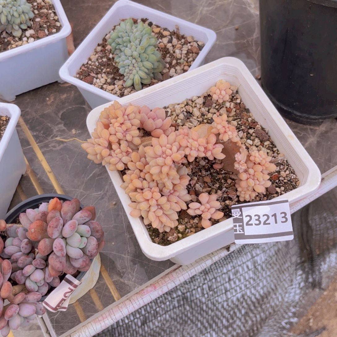 L***陈醉美人处理多肉植物23213