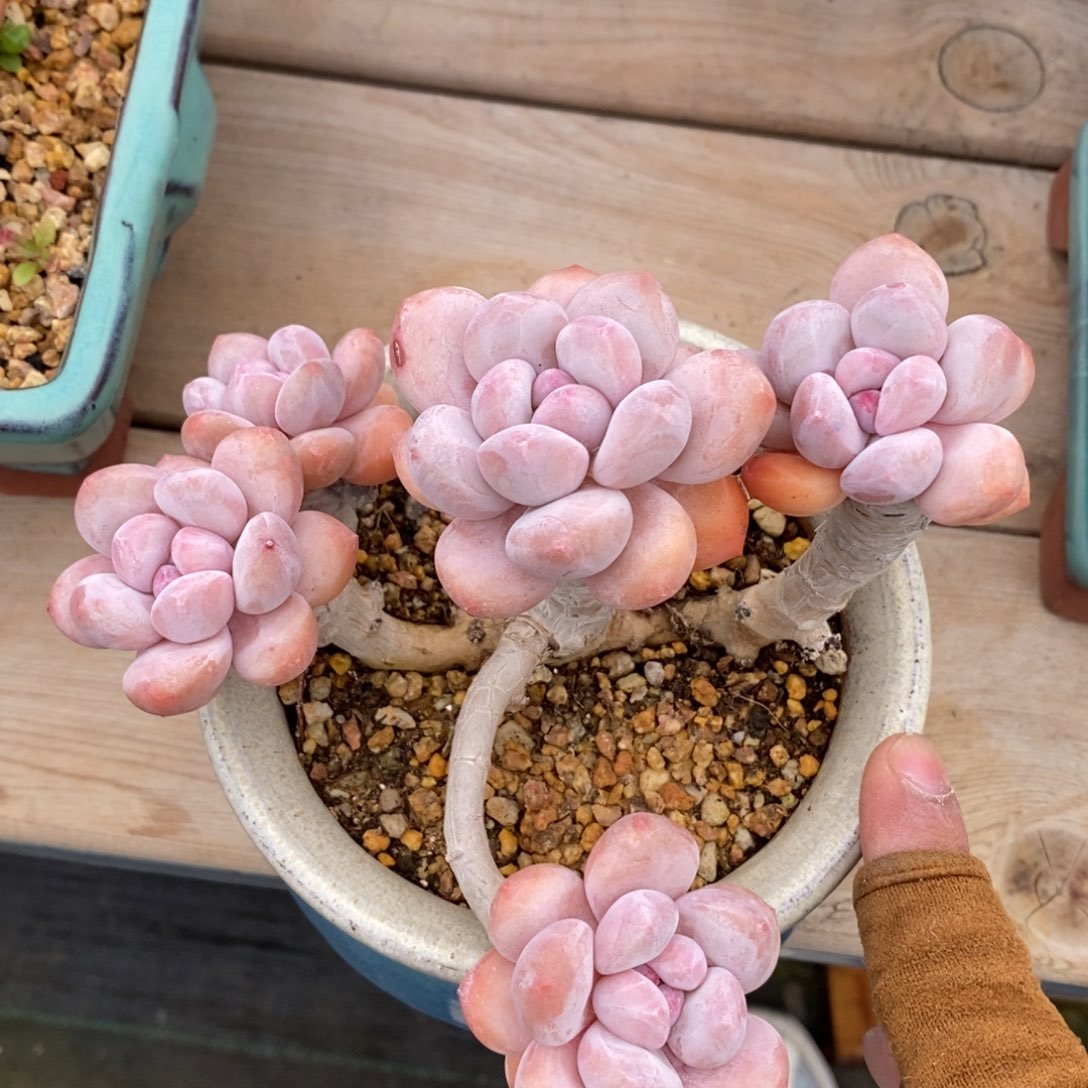 健健康康快快乐乐满38包邮多肉