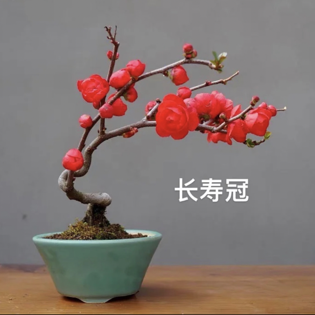 【长寿冠海棠】原生盆景花卉苗木