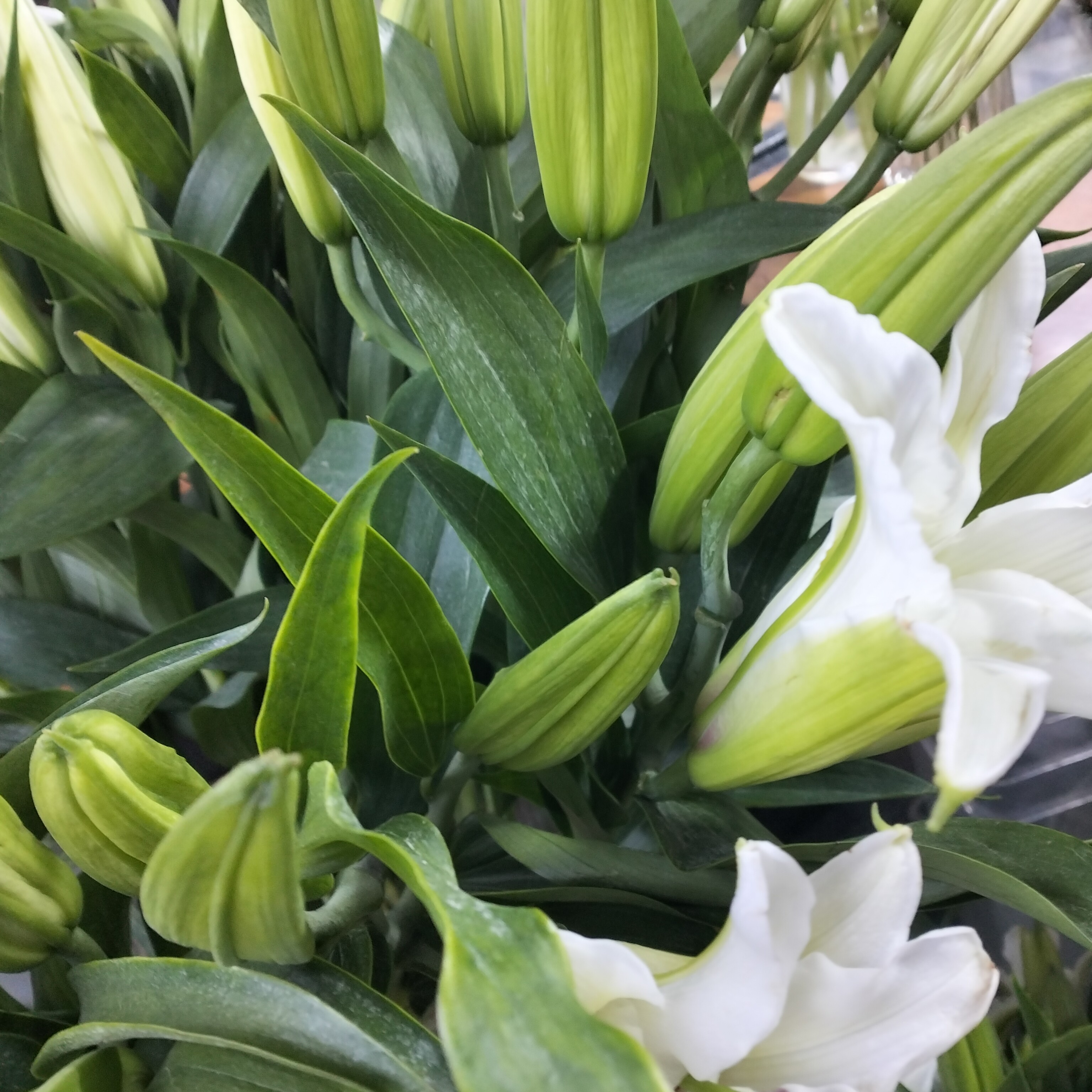 多头西伯利亚百合3支一份