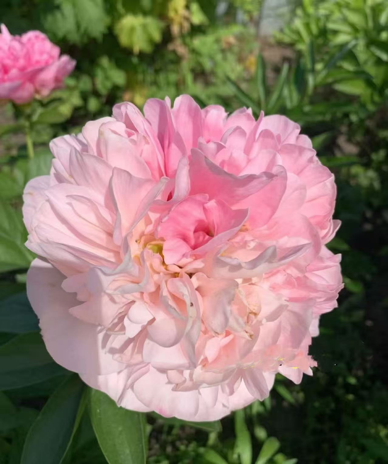 【阿波罗神庙】观赏性芍药 先发肥料 秋天发种苗