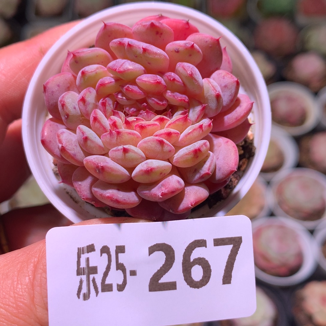 乐然25-267 哈尼 