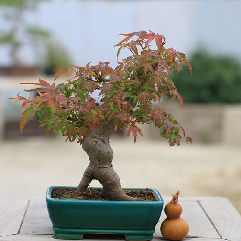 榆树 鸡爪槭 长寿梅 海棠  迎春 济州 等各种盆景素材 【一物一拍】