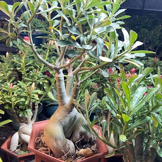 沙漠玫瑰梦之蓝脱土