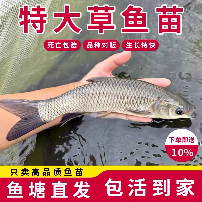 草鱼淡水活体宠物观赏鱼