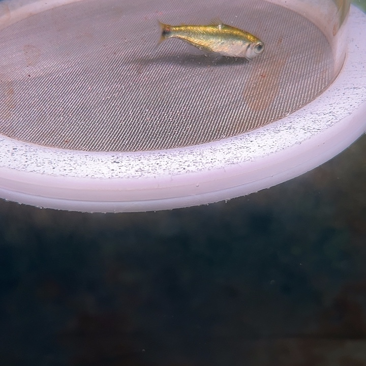 灯科鱼粉色牌子5 白金赫拉