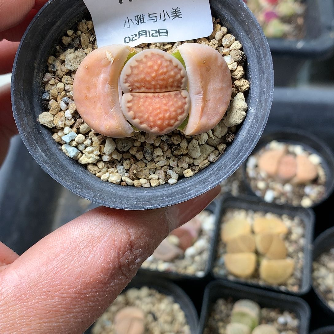 G99多肉植物保护研究所