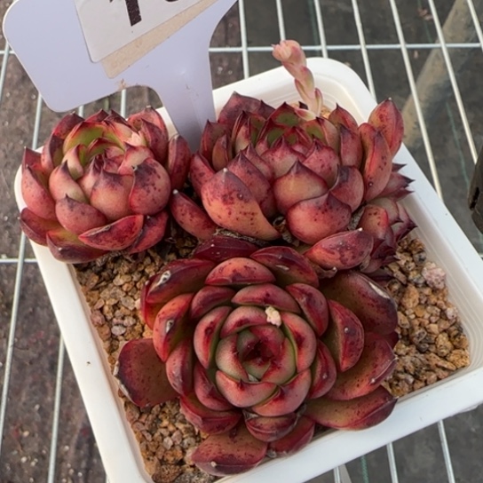 156保利安娜一物一拍多肉