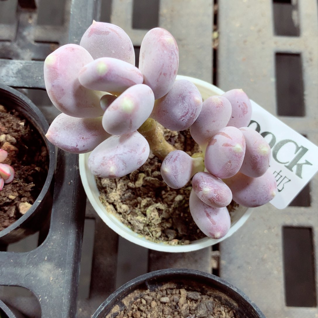 5厘米盆精控多肉399