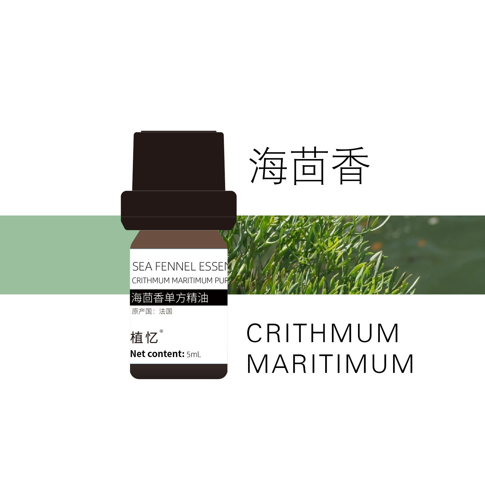 植忆海茴香精油 法国科西嘉 植物单方精油