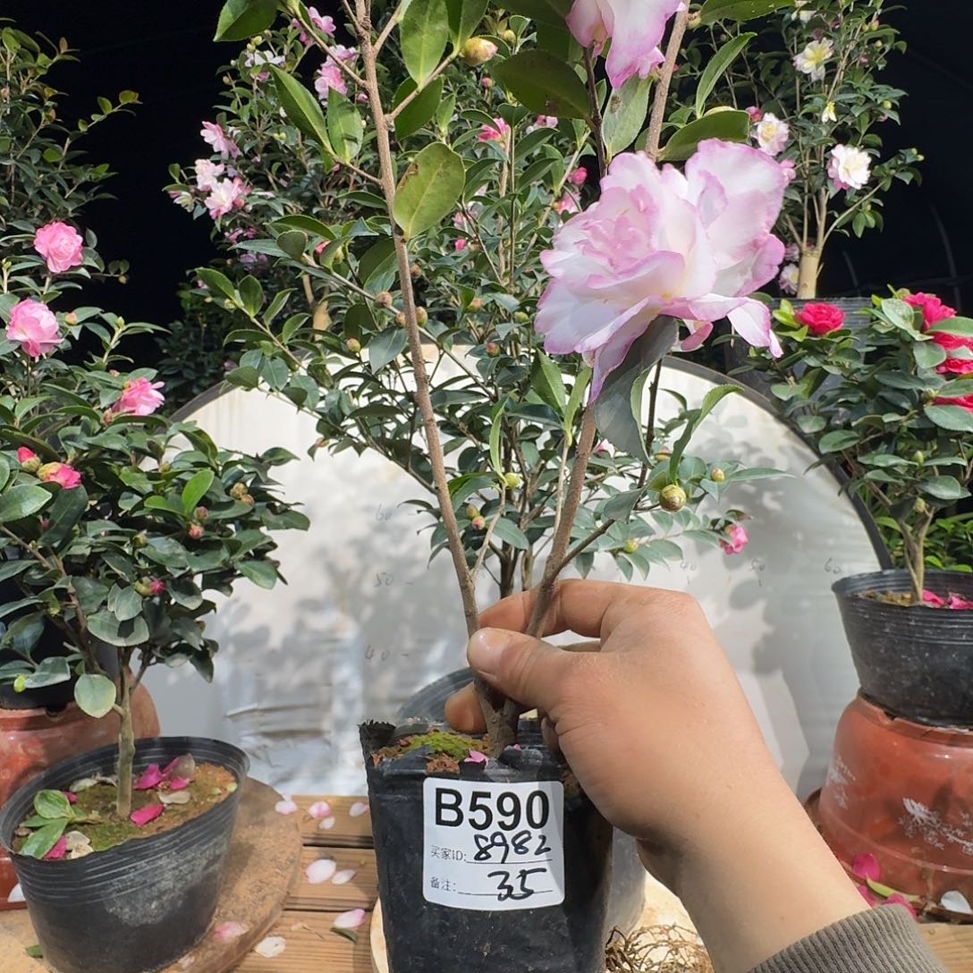 无花朵8982白雪飘红35