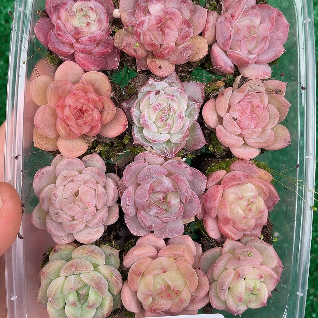 多肉一物一拍28-60