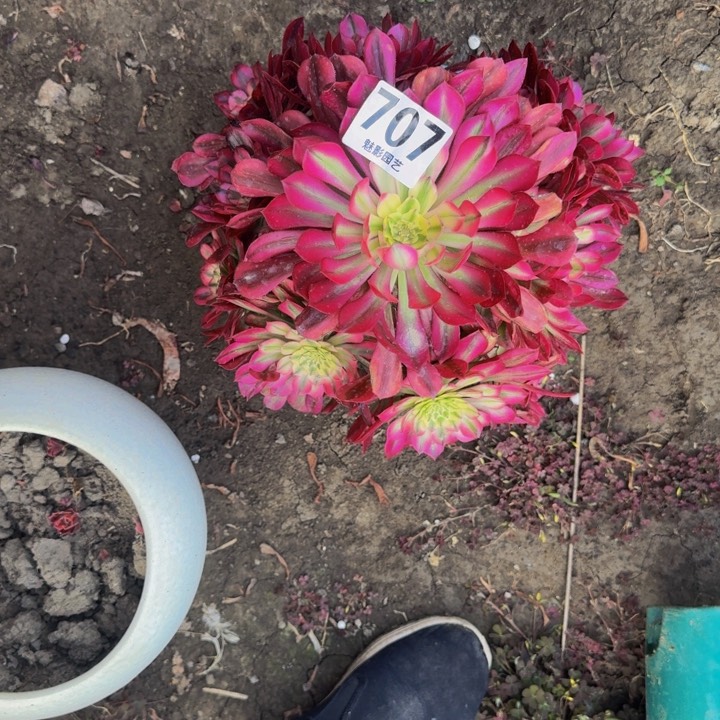 粉瞳花29-11包邮花花