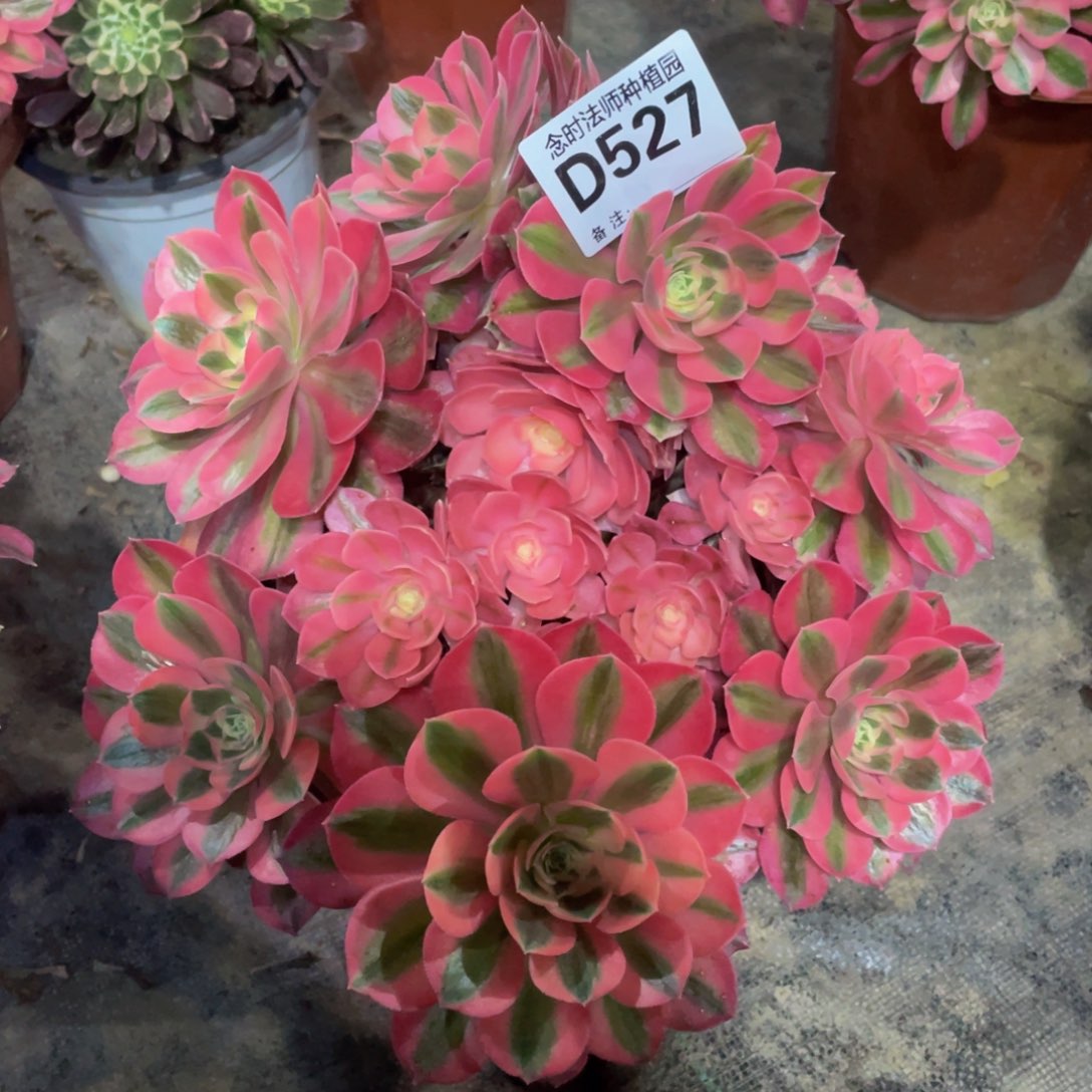 527女巫111111多肉