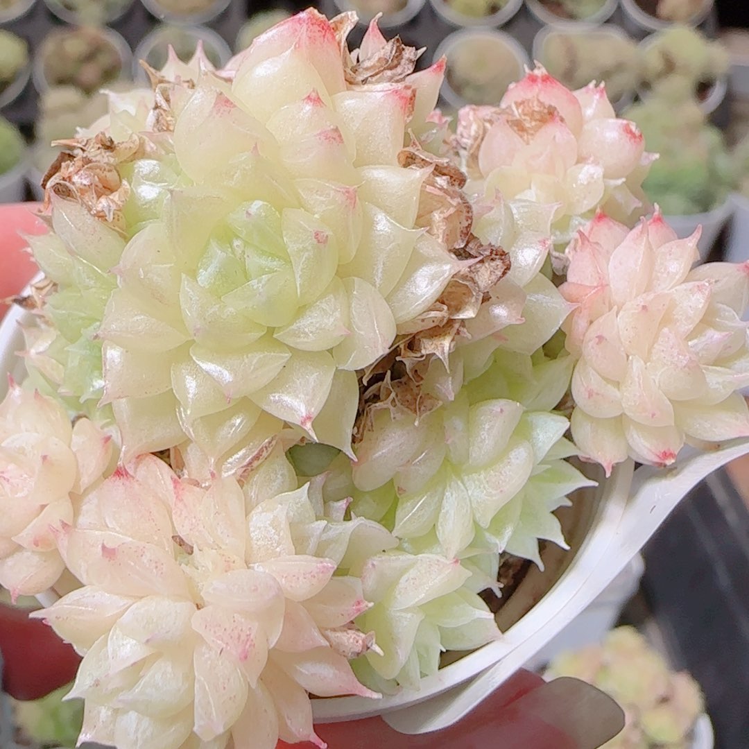 花语逸镜1108-171散