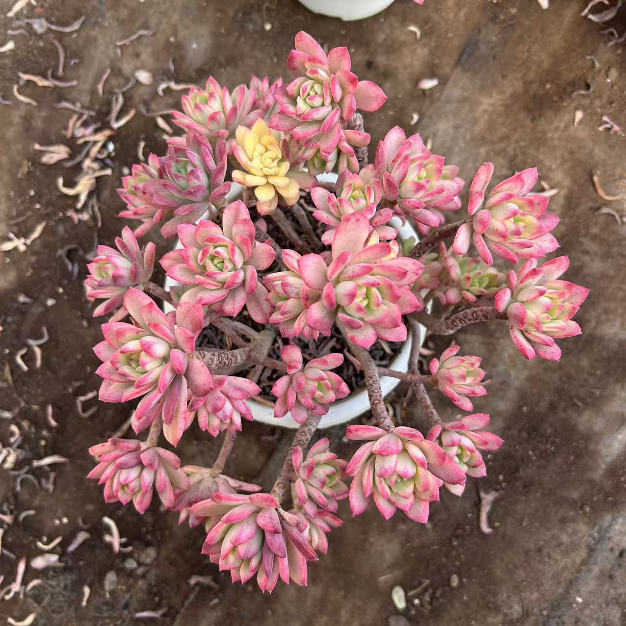 叮铛锦 多肉植物