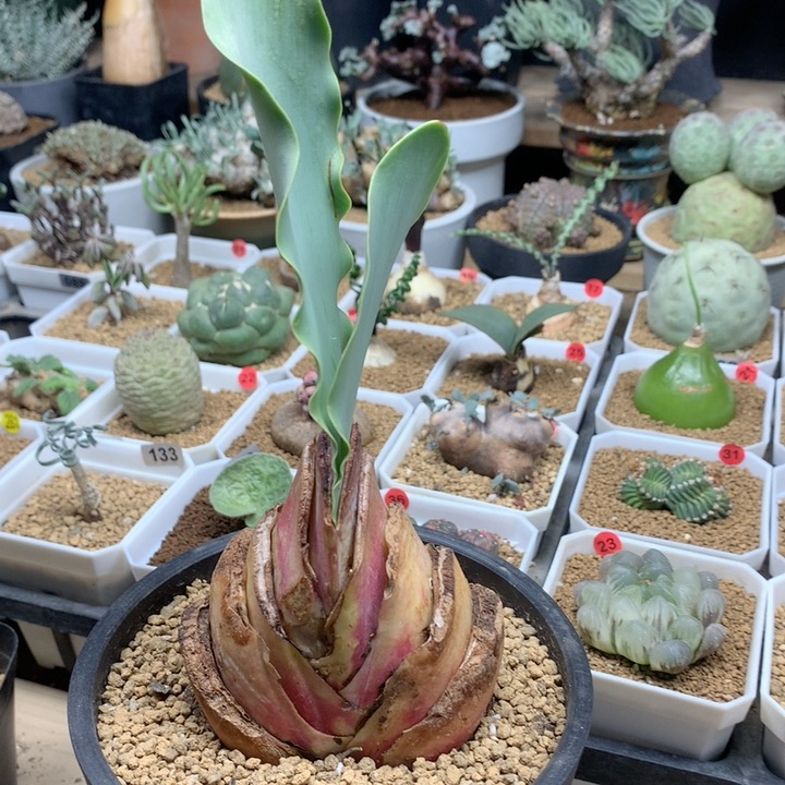 巨波叶血莲8cm带盆