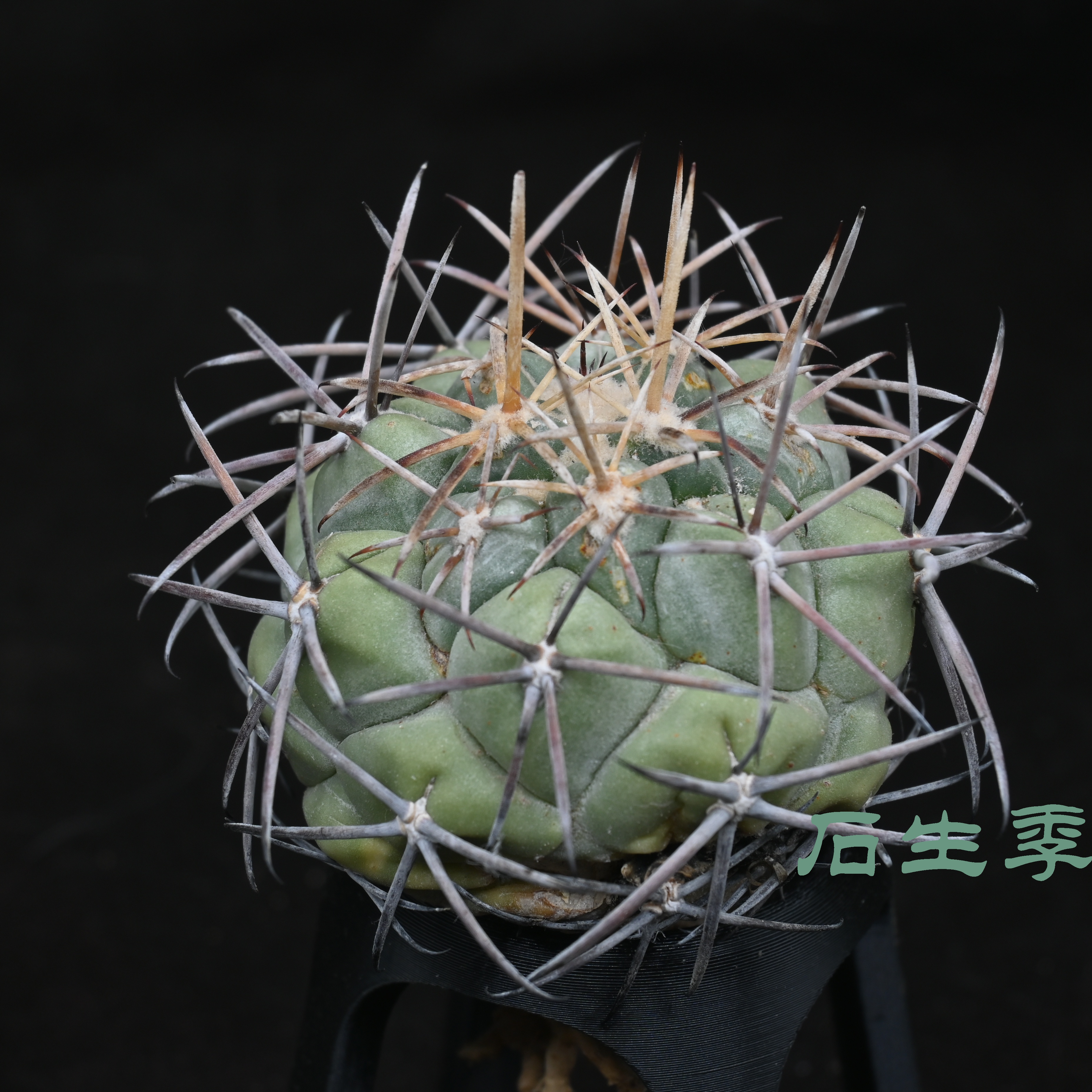 Coryphantha poselgeriana v. valida 龙角冠 已出中刺 不含刺6cm