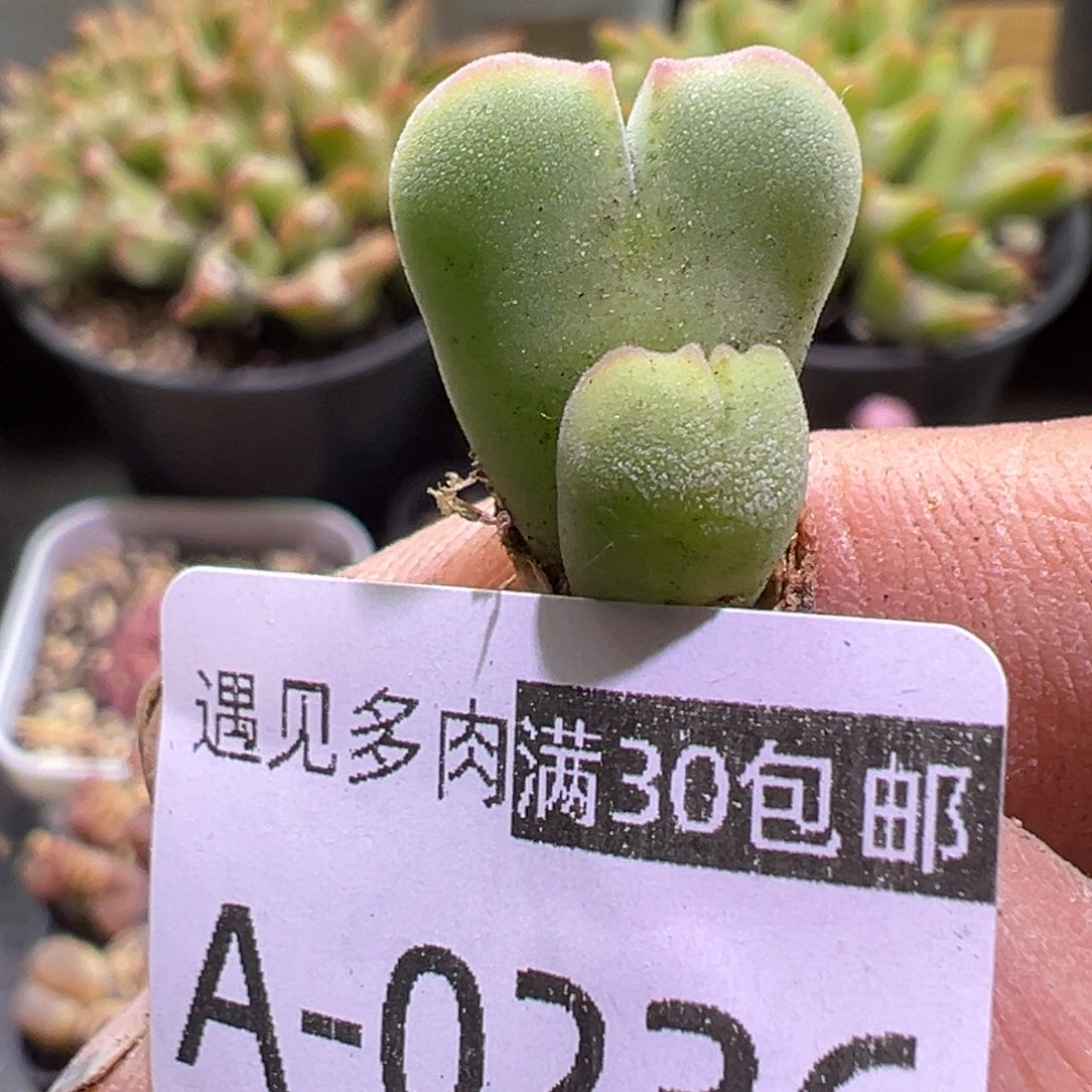 多肉植物111111111111111