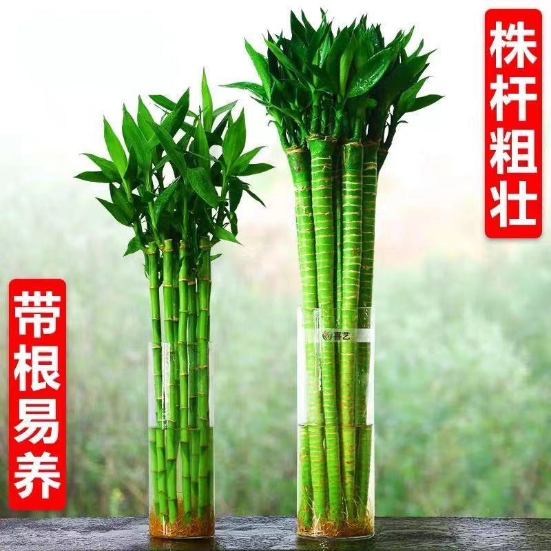 龙竹带根水培富贵竹植物转运竹开运竹子室内水养绿植招财竹观音竹