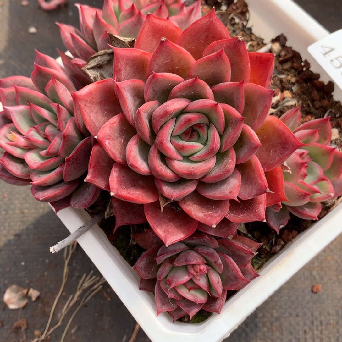 4537新年快乐发发发